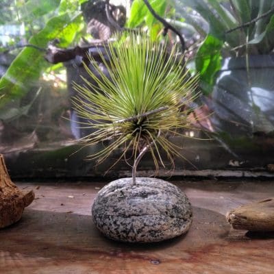 Tillandsia Andreana piedra