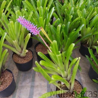 Aechmea Gamosepala