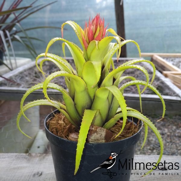 Bromelia Aechmea recurvata