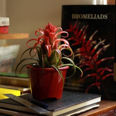 Bromelia Aechmea recurvata Cardinalis