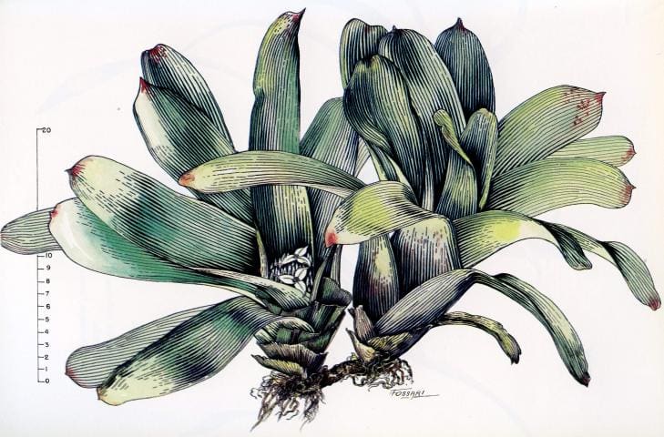 Ilustración Neoregelia